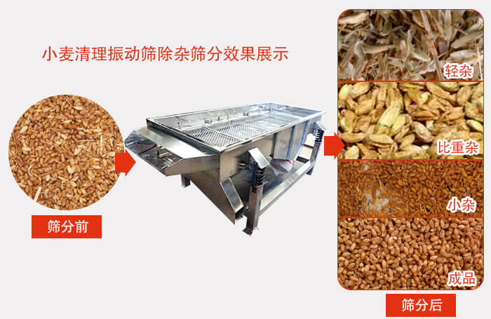 小麥清理振動(dòng)篩小麥篩分效果展示圖可同時(shí)篩分出輕雜,比重雜,小雜,成品等四個(gè)等級(jí)。